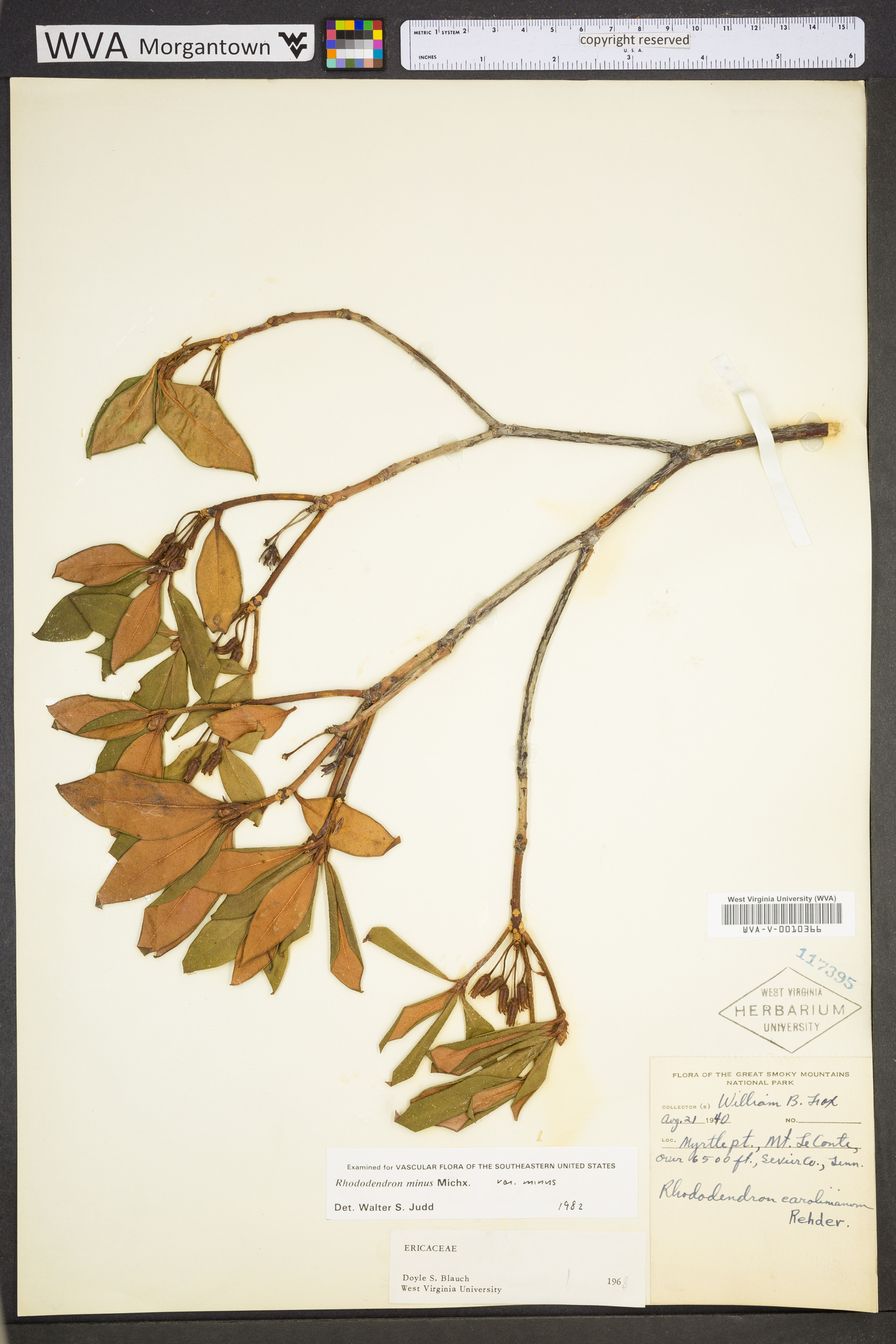 Rhododendron minus image
