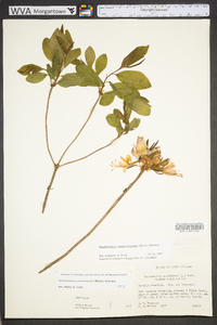 Rhododendron periclymenoides image