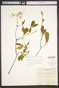 Rhododendron periclymenoides image