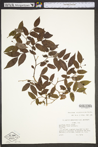 Vaccinium erythrocarpum image