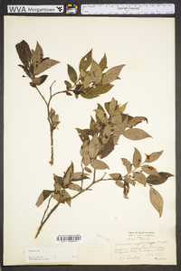 Vaccinium erythrocarpum image