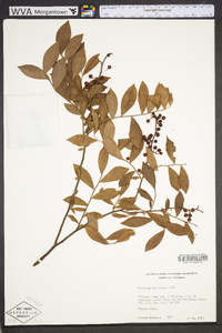 Vaccinium fuscatum image