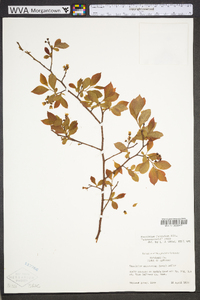 Vaccinium fuscatum image