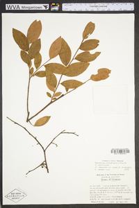 Vaccinium fuscatum image