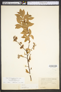 Vaccinium fuscatum image