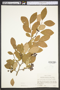 Vaccinium fuscatum image