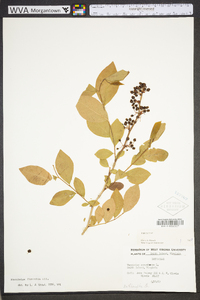 Vaccinium fuscatum image