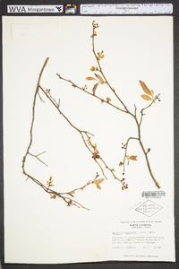 Vaccinium fuscatum image