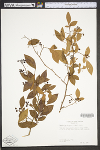 Vaccinium fuscatum image