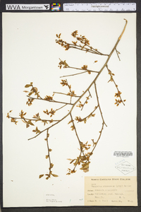 Vaccinium fuscatum image