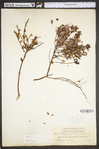 Vaccinium myrsinites image