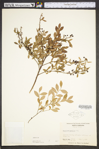 Vaccinium tenellum image