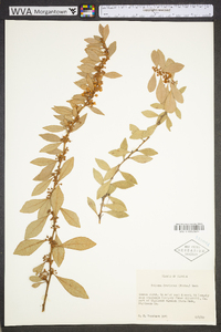 Lyonia fruticosa image