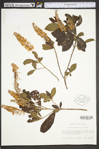 Clethra alnifolia image