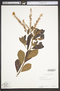 Clethra alnifolia image