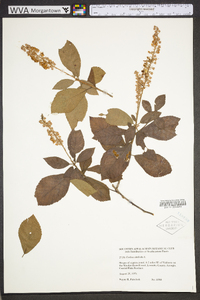 Clethra alnifolia image