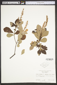 Clethra alnifolia image