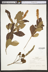 Clethra alnifolia image