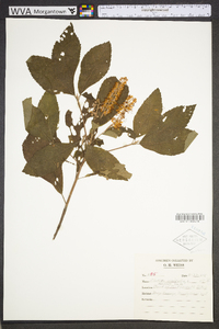 Clethra alnifolia image