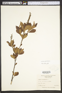 Clethra alnifolia image