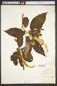 Clethra acuminata image