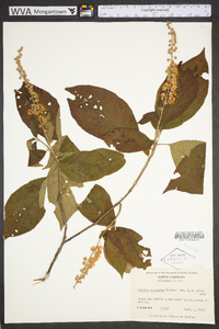 Clethra acuminata image