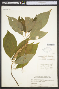 Clethra acuminata image