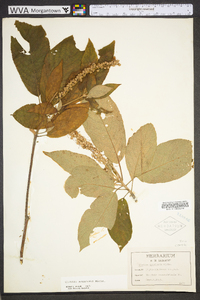 Clethra acuminata image