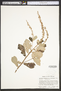 Clethra alnifolia image