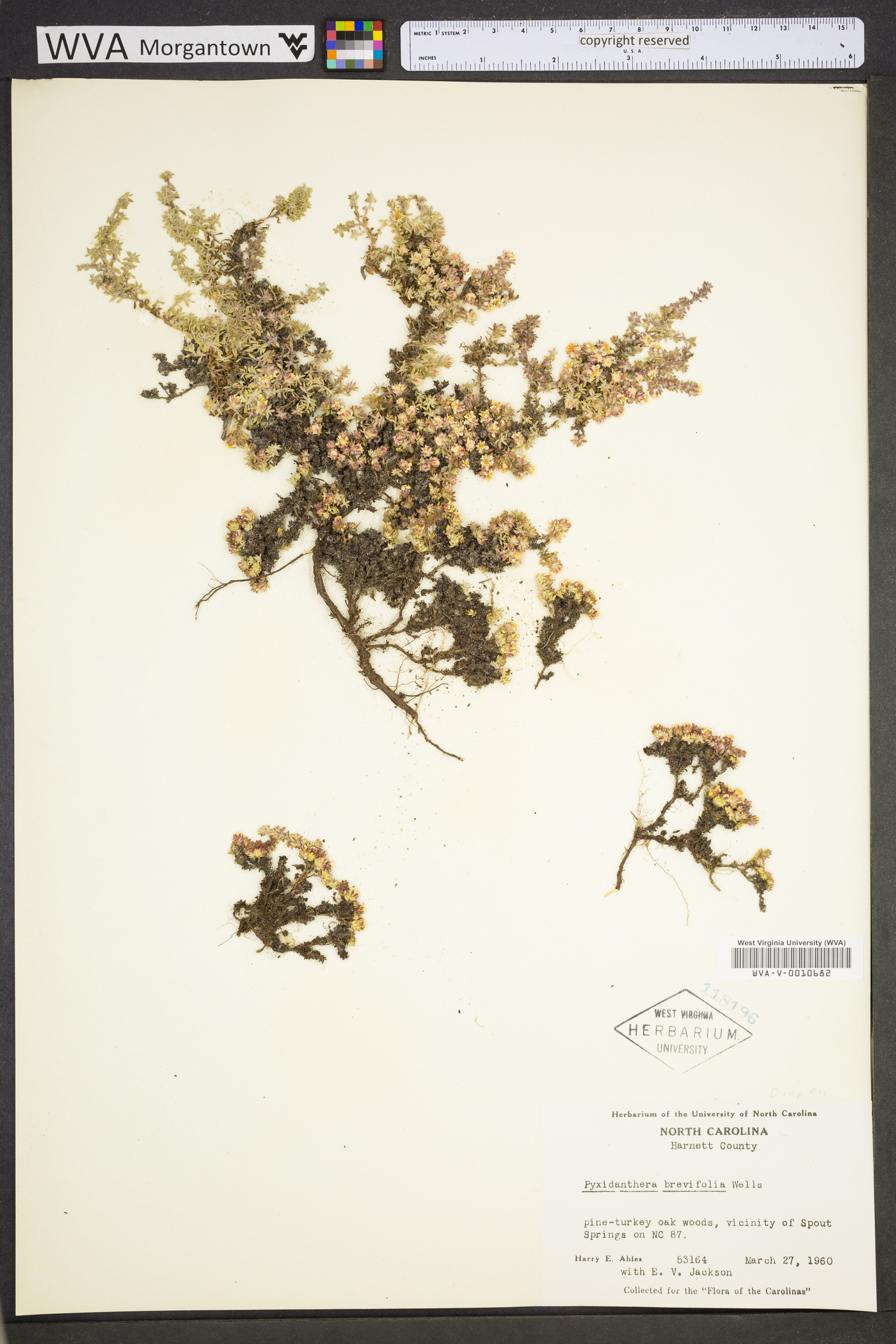 Pyxidanthera brevifolia image