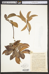 Ardisia escallonioides image