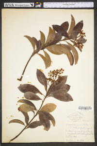 Ardisia escallonioides image