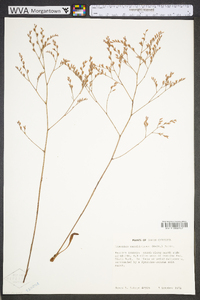 Limonium carolinianum image