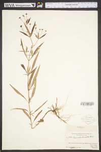 Lysimachia lanceolata image