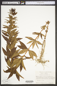 Lysimachia quadriflora image