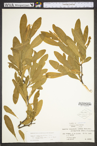 Sideroxylon lanuginosum image