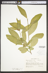 Sideroxylon lycioides image