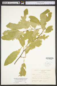 Sideroxylon lycioides image