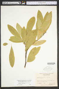 Sideroxylon lycioides image