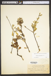 Sideroxylon celastrinum image