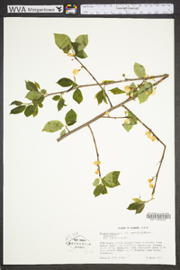 Halesia carolina image