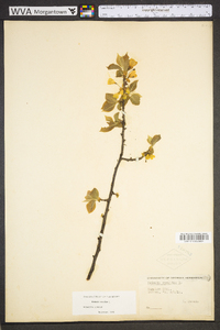 Halesia carolina image