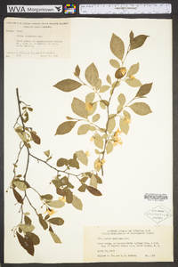 Styrax americanus image