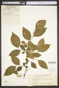 Styrax americanus image