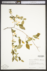 Styrax americanus image