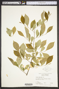 Styrax americanus image