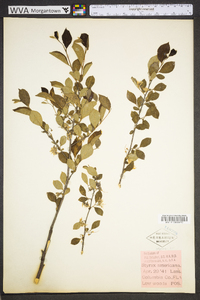 Styrax americanus image