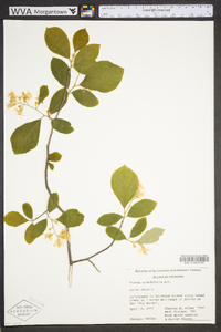 Styrax grandifolius image