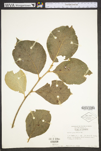 Styrax grandifolius image