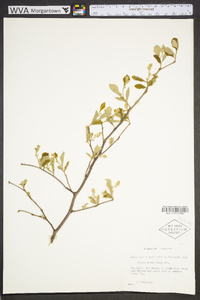 Styrax grandifolius image